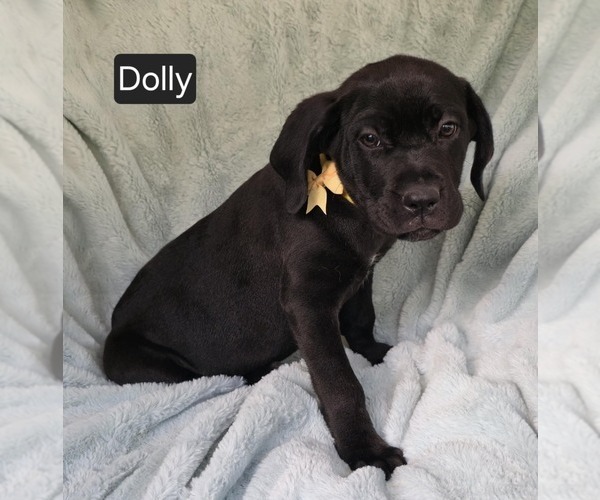 Medium Photo #2 Cane Corso Puppy For Sale in MINERAL WELLS, WV, USA
