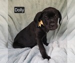Small #1 Cane Corso