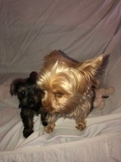 Mother of the Yorkshire Terrier puppies born on 11/13/2018