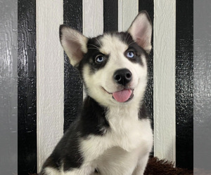 Siberian Husky Puppy for sale in CHANDLER, AZ, USA