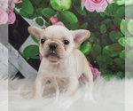 Small #2 French Bulldog