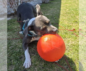 Gayle - Female Mutt Dog for Adoption - Photo #16