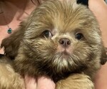 Small #2 Shih Tzu