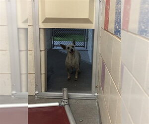 Chihuahua Dogs for adoption in Corpus Christi, TX, USA
