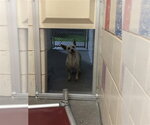 Small Chihuahua