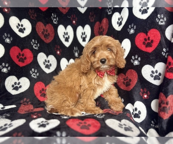 Medium Photo #7 Cavapoo Puppy For Sale in LAKELAND, FL, USA
