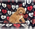 Small #6 Cavapoo