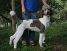 Small Photo #1 Labradoodle Puppy For Sale in TEMPLETON, CA, USA