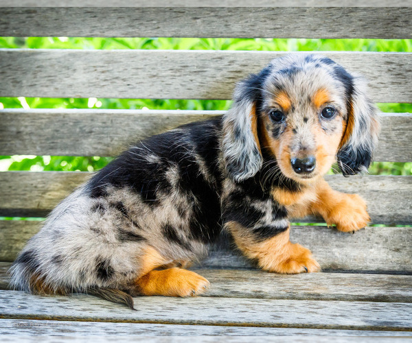 Medium Photo #3 Dachshund Puppy For Sale in WAKARUSA, IN, USA