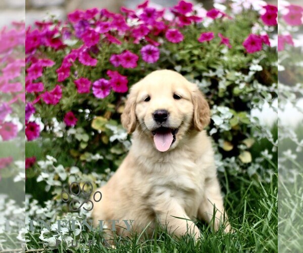 Medium Photo #2 Golden Retriever Puppy For Sale in BIRD IN HAND, PA, USA