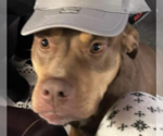 Small #1 American Bulldog-American Staffordshire Terrier Mix