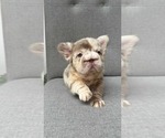 Small #4 French Bulldog