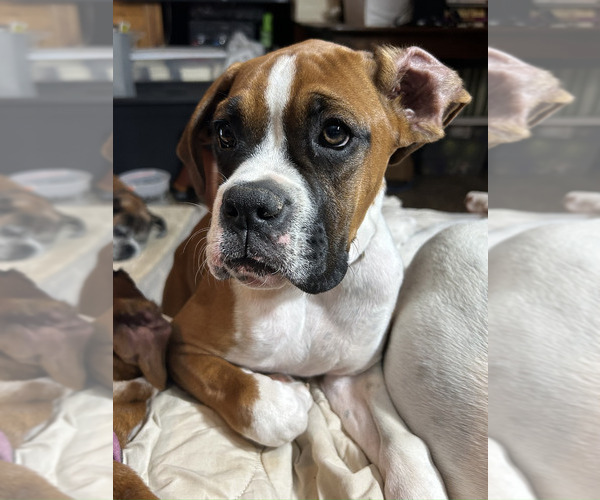 Medium Photo #27 Boxer Puppy For Sale in STRUM, WI, USA