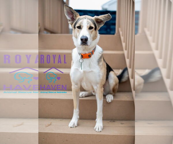 Medium Photo #1 Collie-Unknown Mix Puppy For Sale in Omaha, NE, USA