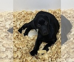 Puppy 2 Labrador Retriever