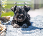Small Photo #12 Schnauzer (Miniature) Puppy For Sale in BALTIC, OH, USA