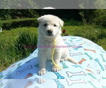 Small #15 German Shepherd Dog