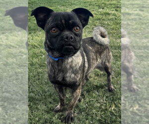 Pug Dogs for adoption in Newport Beach, CA, USA