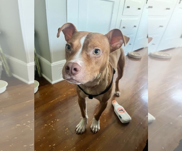 Medium Photo #4 American Pit Bull Terrier-American Staffordshire Terrier Mix Puppy For Sale in Oakhurst, NJ, USA