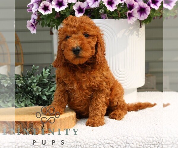 Medium Photo #3 Goldendoodle (Miniature) Puppy For Sale in NARVON, PA, USA