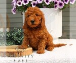 Small #2 Goldendoodle (Miniature)