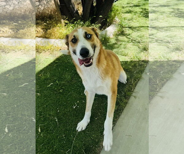 Medium Photo #2 Mutt Puppy For Sale in Marina Del Rey, CA, USA