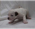 Small Photo #23 American Bulldog Puppy For Sale in MECHANICSVILLE, VA, USA