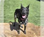 Small Texas Heeler Mix