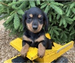 Small Dachshund