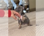 Small Photo #8 French Bulldog Puppy For Sale in HILTON, NY, USA