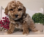 Small #2 Poodle (Miniature)