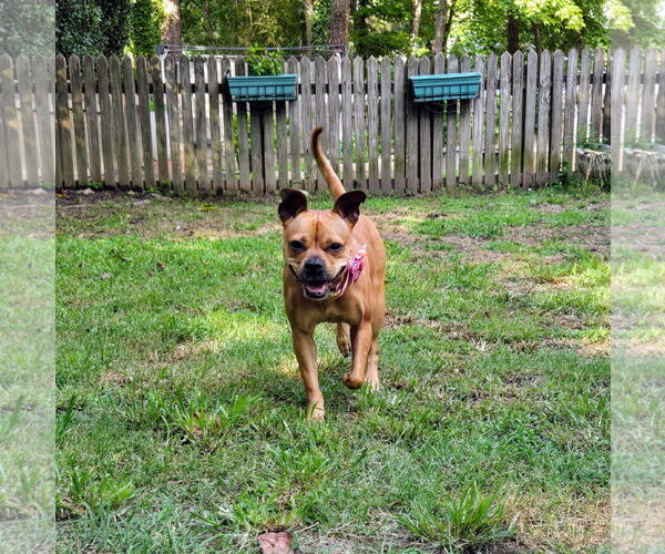 Medium Photo #6 Buggs Puppy For Sale in Garner, NC, USA