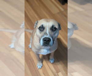 Mutt Dogs for adoption in St. Louis Park, MN, USA