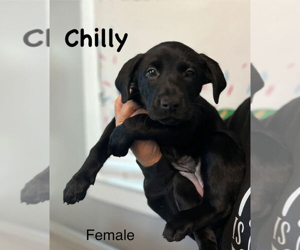 Medium Photo #1 Labrador Retriever-Unknown Mix Puppy For Sale in Mooresville, NC, USA