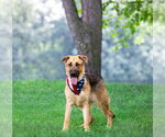 Small #4 German Shepherd Dog Mix