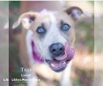 Small #3 Mastiff Mix