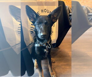 Labrador Retriever-Unknown Mix Dogs for adoption in Cottage Grove, MN, USA