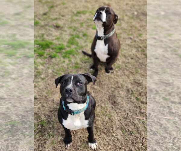 Medium Photo #8 Mutt Puppy For Sale in Shreveport, LA, USA