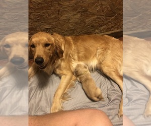 Mother of the Golden Retriever puppies born on 06/19/2019