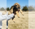 Small Photo #2 Cane Corso Puppy For Sale in MEMPHIS, TN, USA