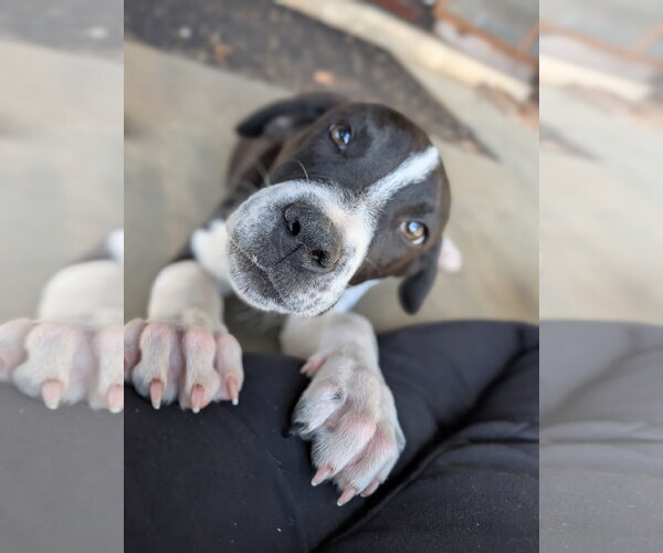 Medium Photo #2 Mutt Puppy For Sale in Hinton, WV, USA