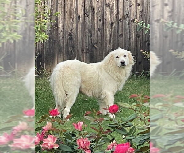 Medium Photo #3 Great Pyrenees Puppy For Sale in Spring, TX, USA