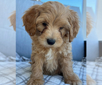 Small #1 Goldendoodle