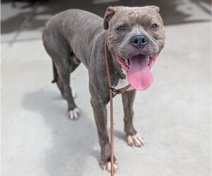 Bullypit Dogs for adoption in Denver, CO, USA