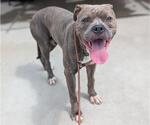 Small Bullypit