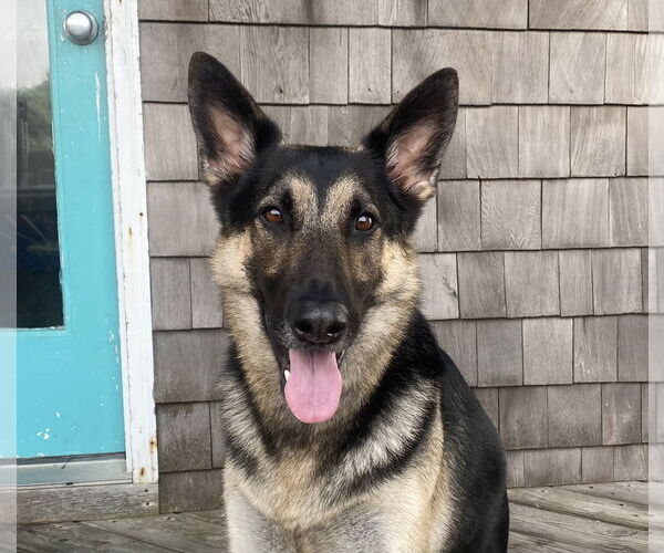 Medium Photo #1 German Shepherd Dog Puppy For Sale in COLUMBIA, MD, USA