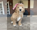 Puppy Puppy 2 Poodle (Miniature)