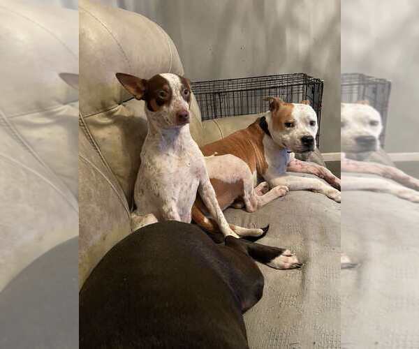 Medium Photo #2 Mutt Puppy For Sale in Abbeville, LA, USA