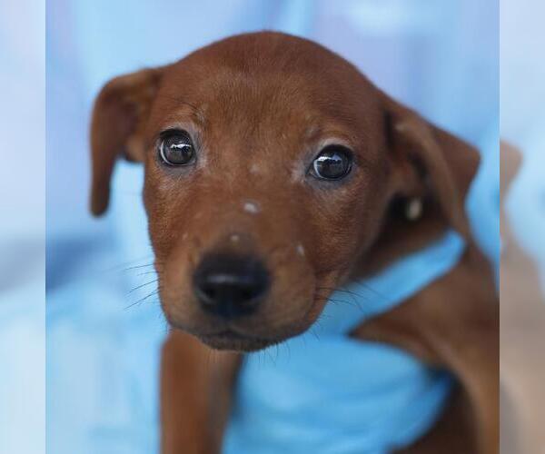 Medium Photo #1 Labrador Retriever Puppy For Sale in San Antonio, TX, USA