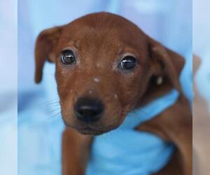 Labrador Retriever Dogs for adoption in San Antonio, TX, USA